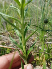 Lithospermum caroliniense croceum