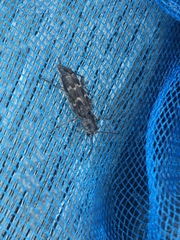 Xylotrechus nauticus