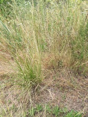 Nassella manicata