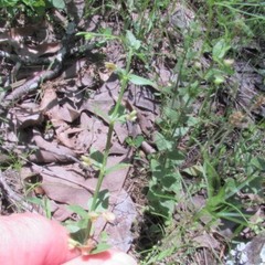 Triodanis perfoliata