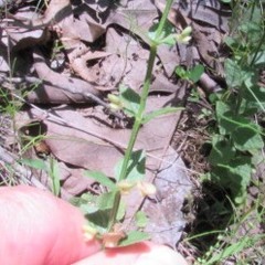 Triodanis perfoliata