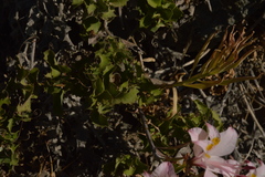 Alstroemeria pallida