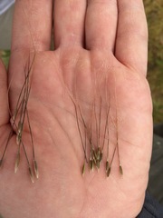 Nassella manicata