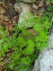 Scandix pecten-veneris