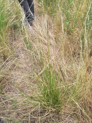 Nassella manicata