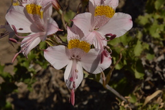 Alstroemeria pallida