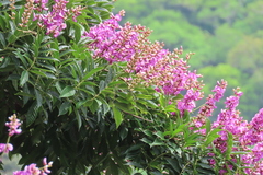 Lonchocarpus guatemalensis