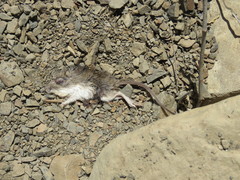 Perognathinae