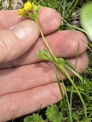 Potentilla flabellifolia