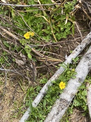 Potentilla flabellifolia
