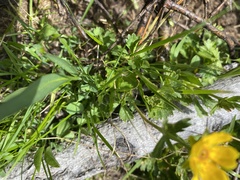 Potentilla flabellifolia