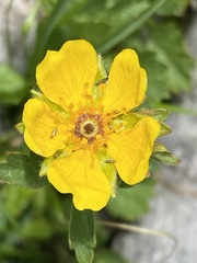 Potentilla flabellifolia