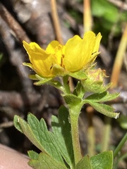Potentilla flabellifolia