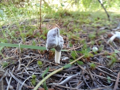 Hypomyces cervinigenus