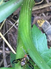 Idana marginata