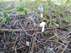 Hypomyces cervinigenus