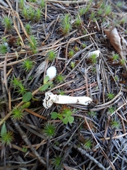 Hypomyces cervinigenus