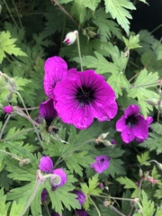 Geranium