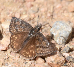 Erynnis persius