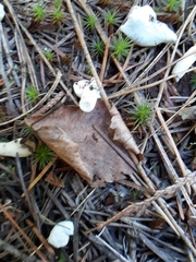 Hypomyces cervinigenus