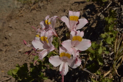 Alstroemeria pallida