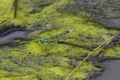 Coenagrion lunulatum