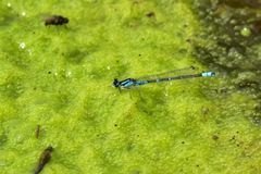 Coenagrion lunulatum