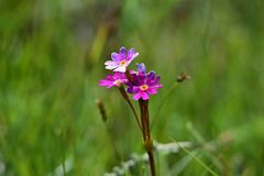 Primula nutans