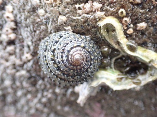 Diloma bicanaliculatum (Dunker, 1845)