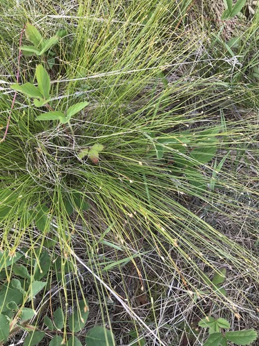 Image of Clinton's Bulrush (Trichophorum clintonii) by no rights reserved