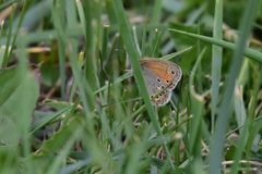Coenonympha amaryllis