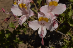 Alstroemeria pallida