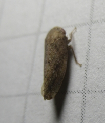 Paraphlepsius continuus