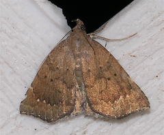 Focillidia texana