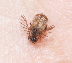 Megacerus impiger