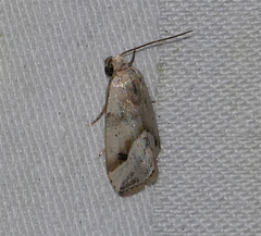 Micrathetis tecnion