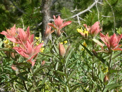 Castilleja rhexiifolia