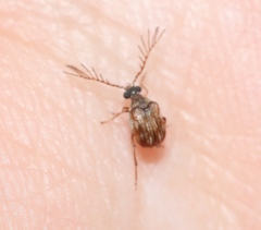 Megacerus impiger