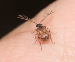 Megacerus impiger