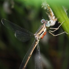 Arrenurus