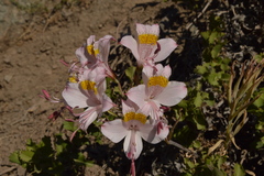Alstroemeria pallida