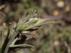 Cordylanthus rigidus rigidus