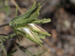 Cordylanthus rigidus rigidus