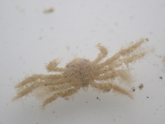 Neohymenicus pubescens