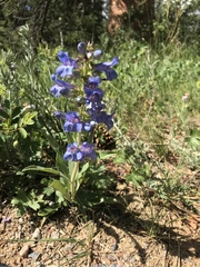 Penstemon glaber