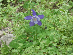 Aquilegia coerulea coerulea