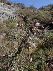 Cirsium fontinale obispoense