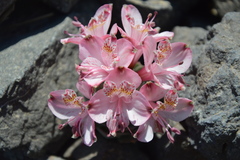 Alstroemeria umbellata