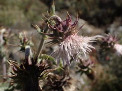 Cirsium fontinale obispoense