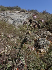 Cirsium fontinale obispoense